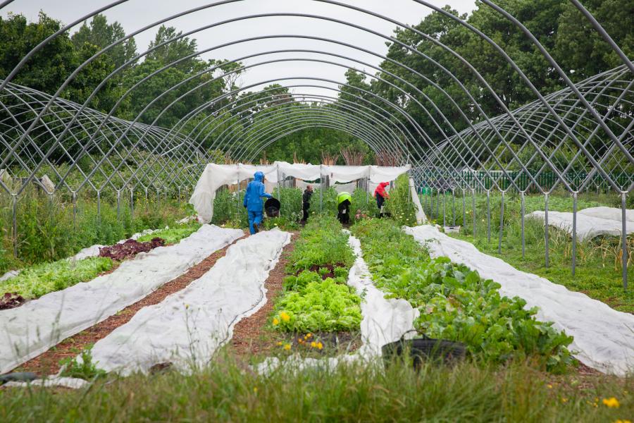 Corporate partners to support Lush Greens Community Farm tackle food insecurity in south Bristol