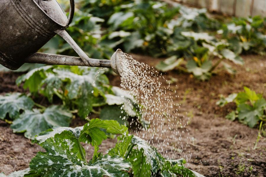 Step and Stone Volunteer Market Garden Mentor - West Knowle