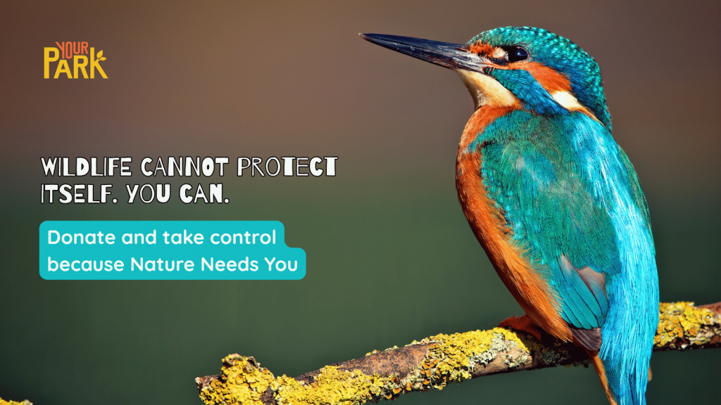 Help support care for nature at scale in Bristol’s parks